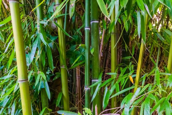 Bamboo Trimming in Ypsilanti