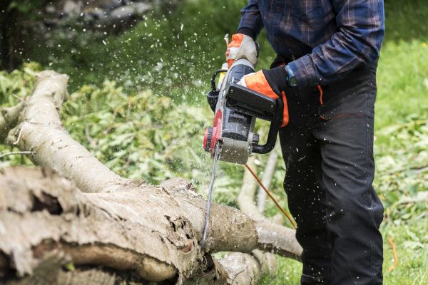 Cost of Branch Removal Service in Ypsilanti