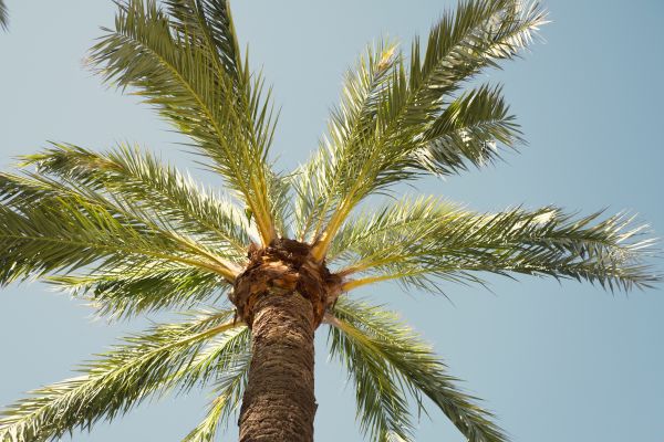 Palm Tree Pruning in Ypsilanti