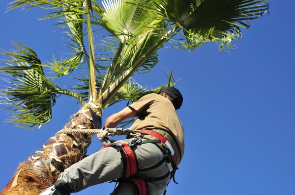 Palm Tree Trimming in Ypsilanti