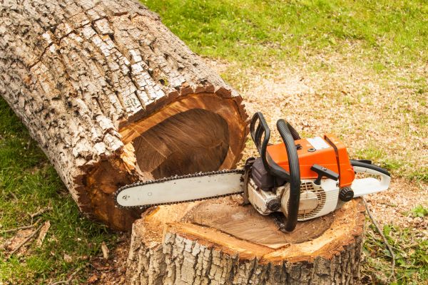 Tree Cutting Service in Ypsilanti