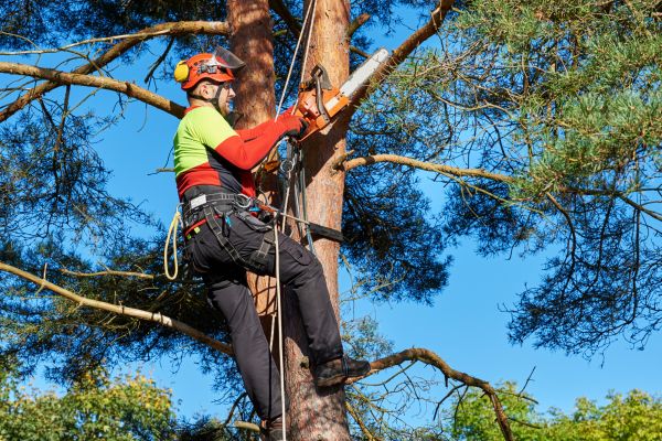 Tree Service in Ypsilanti