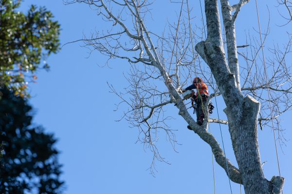 Cost of Tree Topping Service in Ypsilanti