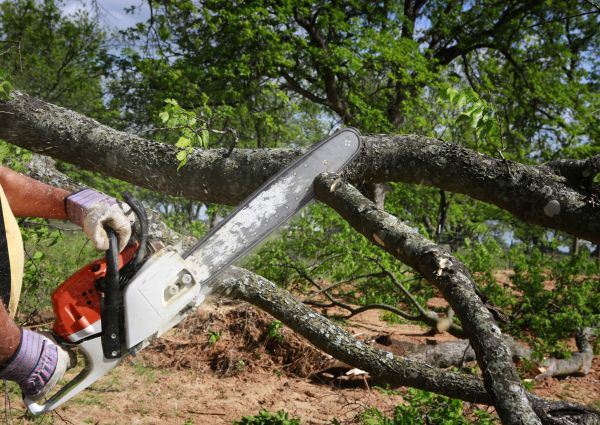 Cost of Tree Lopping Service in Ypsilanti