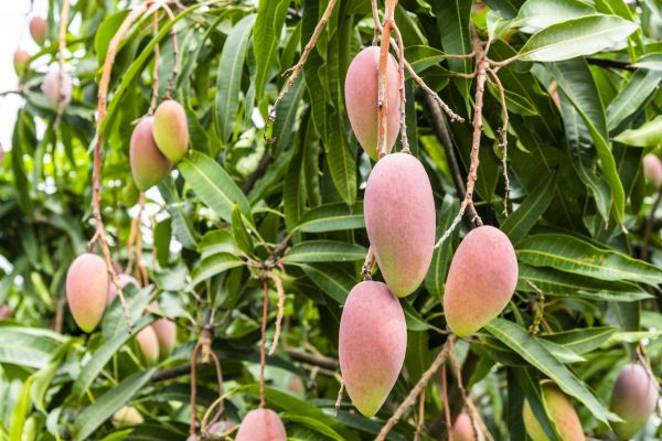 Cost of Mango Tree Trimming in Ypsilanti
