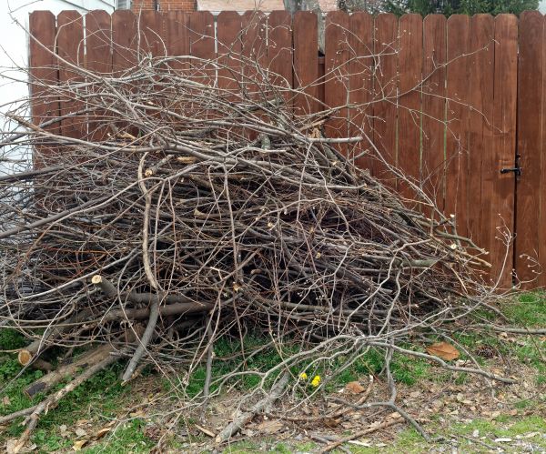 Cost of Dead Branch Removal in Ypsilanti