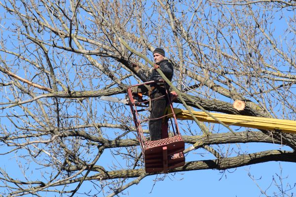 Cost of Emergency Tree Trimming in Ypsilanti