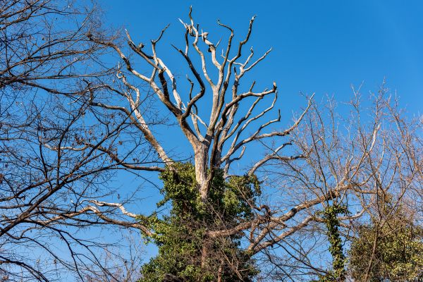 Cost of Deadwood Removal in Ypsilanti