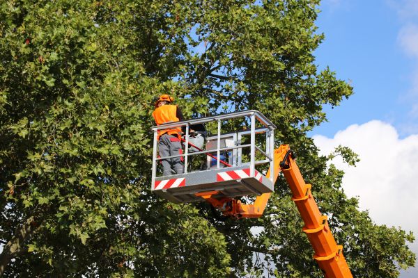 Commercial Tree Service in Ypsilanti