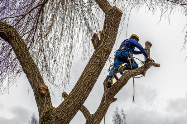 Tree Maintenance Service in Ypsilanti