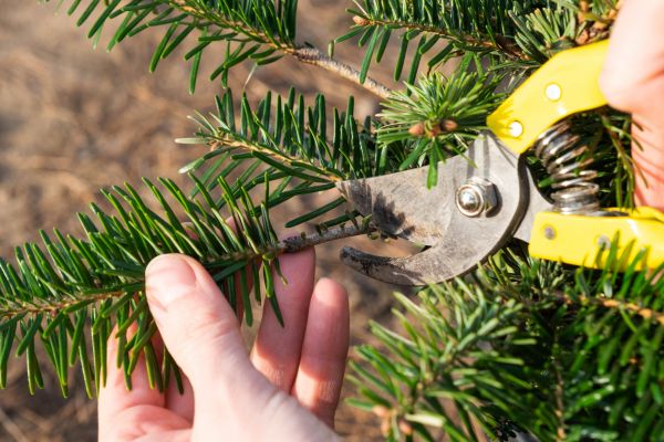 Pine Tree Pruning in Ypsilanti
