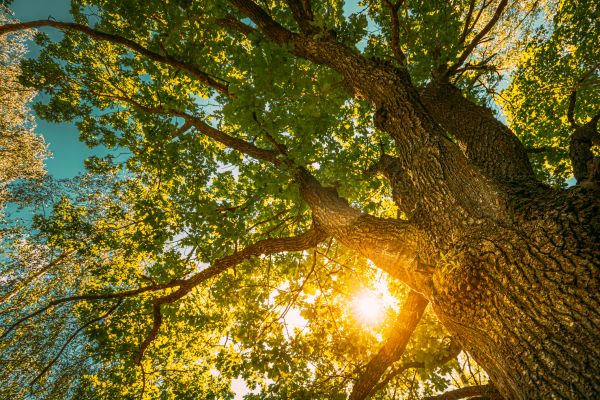 Oak Tree Pruning in Ypsilanti