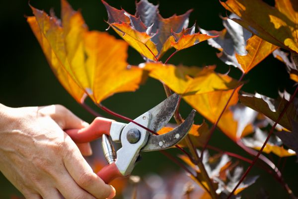 Maple Tree Pruning in Ypsilanti
