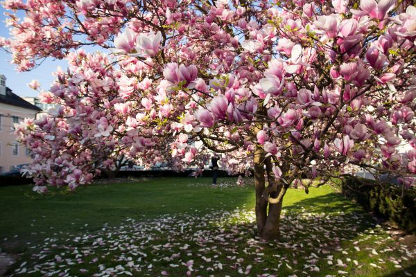 Magnolia Tree Pruning in Ypsilanti