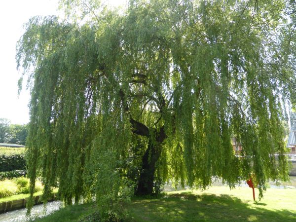 Willow Tree Trimming in Ypsilanti
