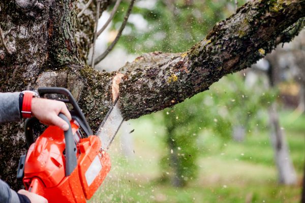 Tree Limbs Removal in Ypsilanti