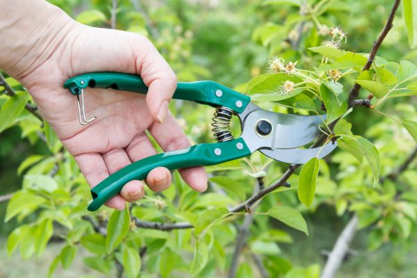Pear Tree Pruning in Ypsilanti