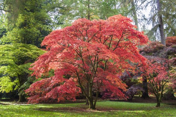 Japanese Maple Pruning in Ypsilanti