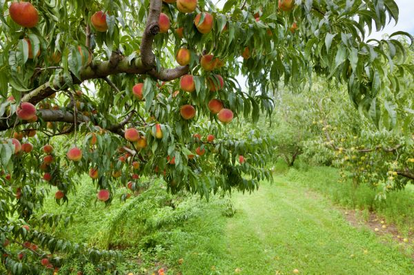 Peach Tree Pruning in Ypsilanti
