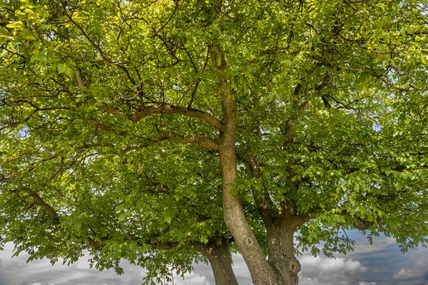 Cost of Walnut Tree Trimming in Ypsilanti