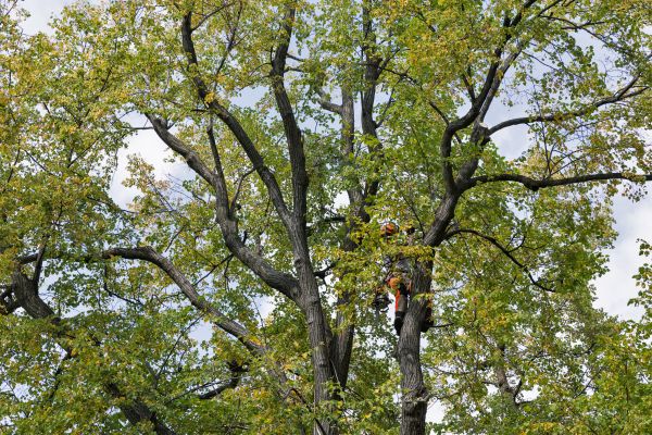 Cost of Tree Crown Shaping in Ypsilanti
