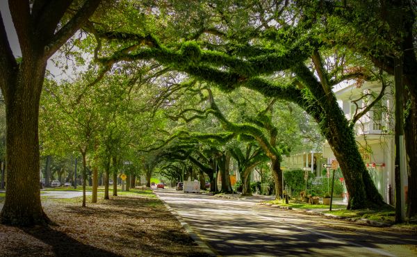 Cost of Tree Canopy Thinning in Ypsilanti