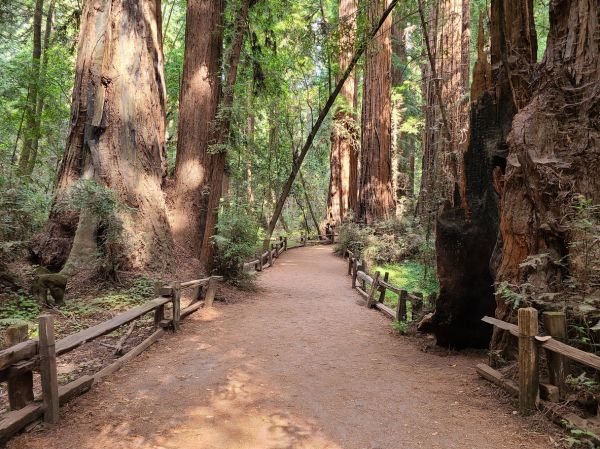Cost of Redwood Tree Pruning in Ypsilanti