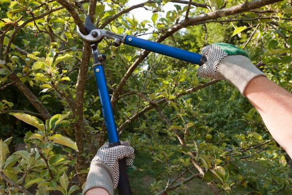 Cost of Residential Tree Pruning in Ypsilanti