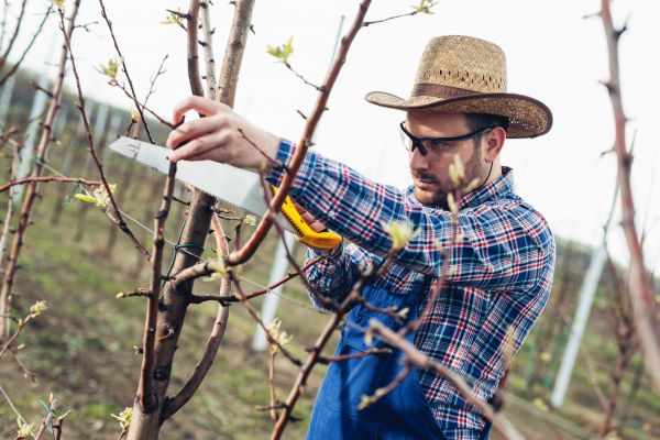 Cost of Orchard Tree Pruning in Ypsilanti