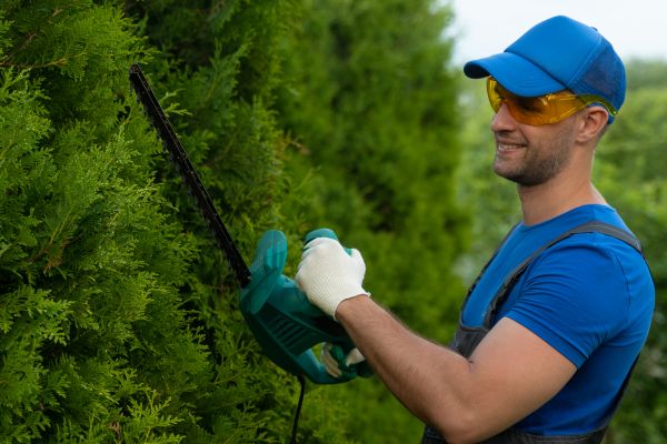 Cost of Tree Shaping Service in Ypsilanti