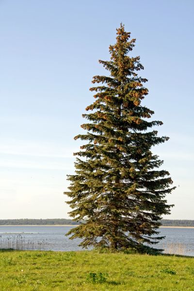 Cost of Spruce Tree Pruning in Ypsilanti