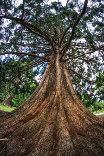 Cedar Tree Pruning in Ypsilanti