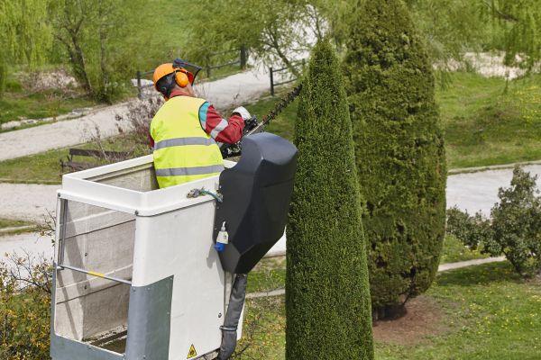 Cost of Cypress Tree Pruning in Ypsilanti