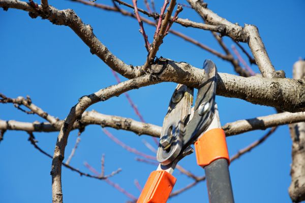 Peach Tree Trimming in Ypsilanti