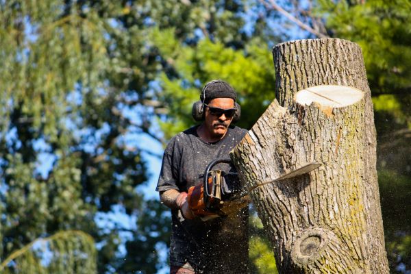 Cost of Ash Tree Pruning in Ypsilanti