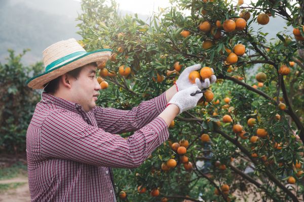 Orange Tree Pruning in Ypsilanti