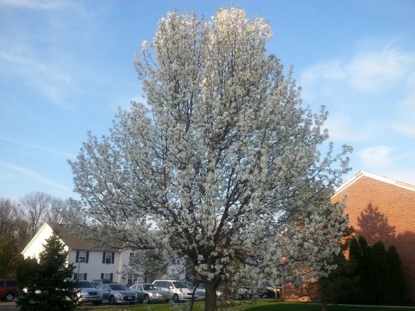 Bradford Pear Tree Pruning in Ypsilanti