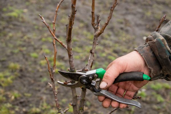 Pear Trees Pruning in Ypsilanti