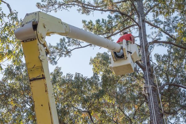 Cost of Limbs Trimming in Ypsilanti
