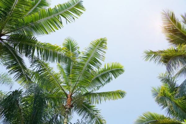 Cost of Queen Palm Tree Trimming in Ypsilanti