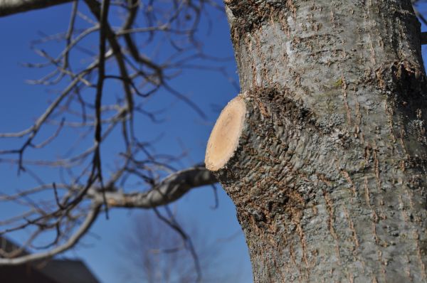 Cost of Limb Pruning in Ypsilanti