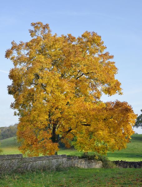 Cost of Hickory Tree Trimming in Ypsilanti