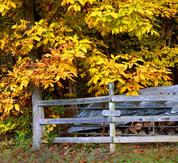 Cost of Hickory Tree Pruning in Ypsilanti
