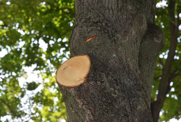Cost of Limb Cutting in Ypsilanti