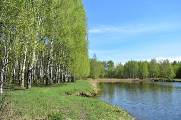 River Birch Pruning in Ypsilanti