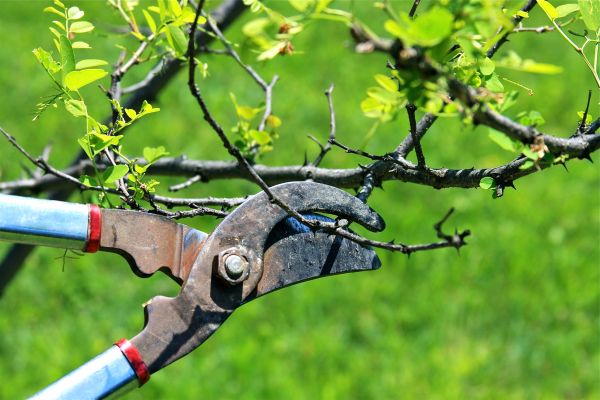 Cost of Branches Pruning in Ypsilanti