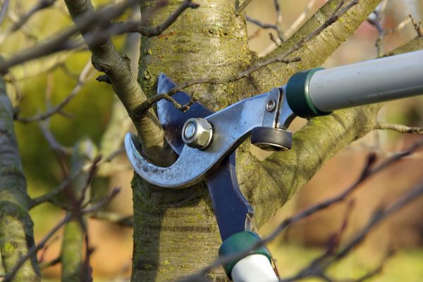 Cost of Tree Limb Trimming Service in Ypsilanti
