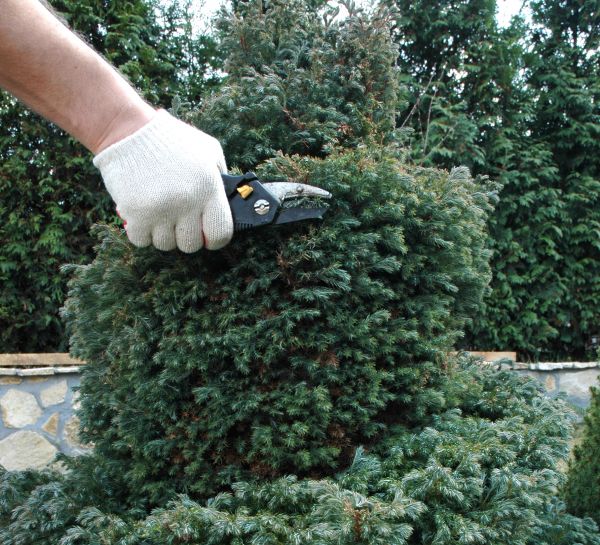 Cost of Ornamental Tree Trimming in Ypsilanti