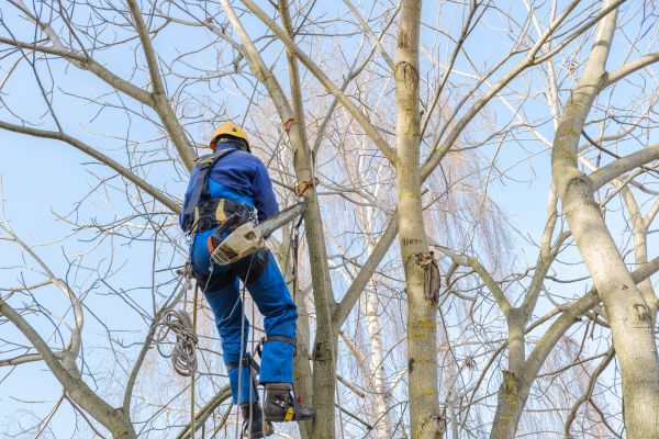 Cost of Large Tree Trimming in Ypsilanti