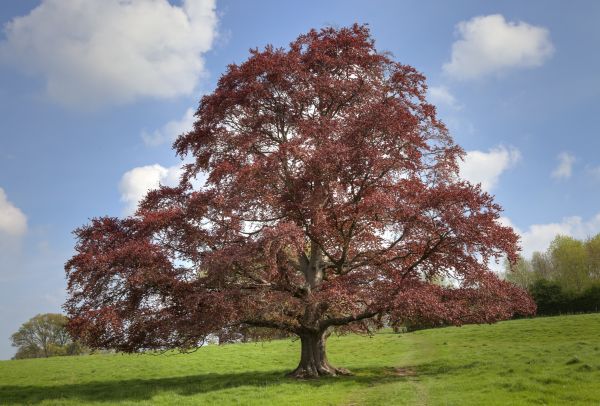 Cost of Beech Tree Pruning in Ypsilanti